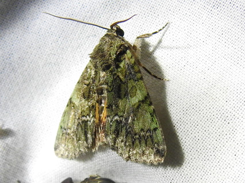 Polyphaenis sericata - selyemfényű erdeibagoly