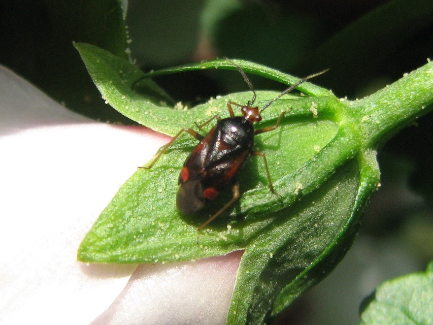 Deraeocoris ruber - vöröses mezeipoloska