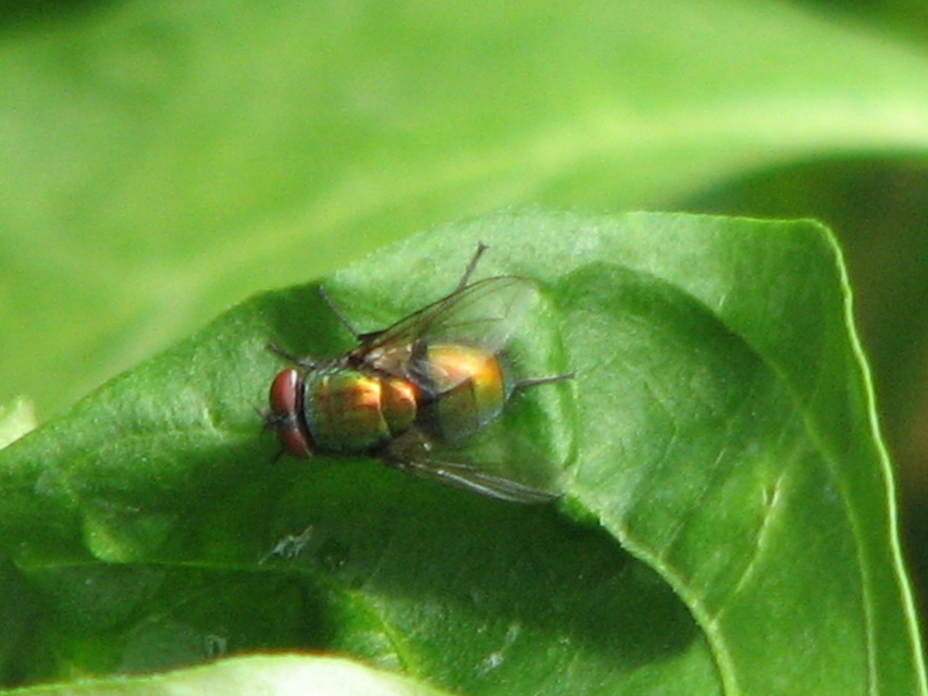 Lucilia