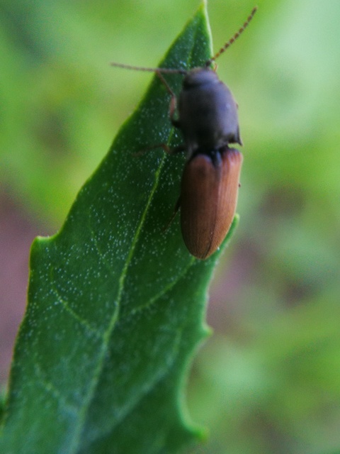 Agriotes ustulatus - mezei pattanó