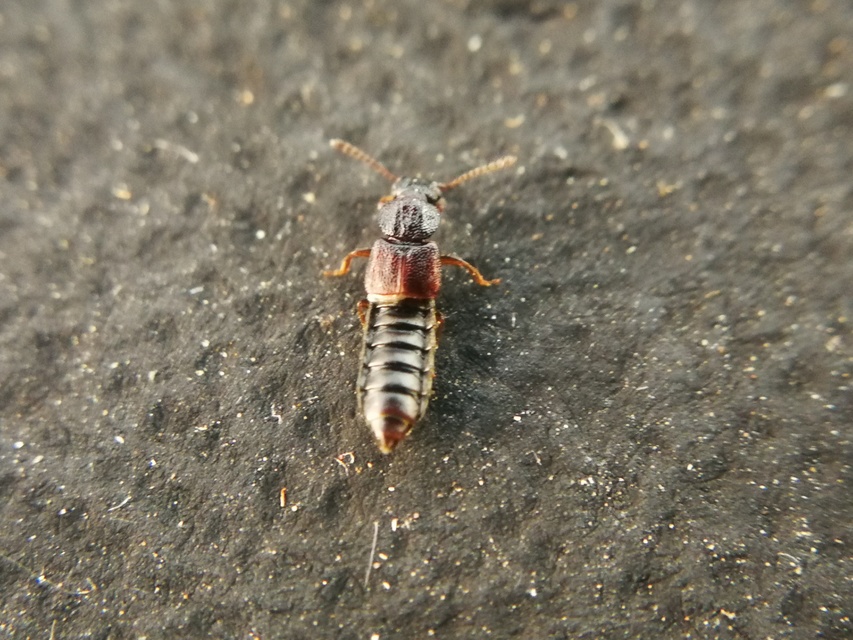 Anotylus rugosus - rovátkáshátú korhóholyva Anotylus rugosus - rovátkáshátú korhóholyva