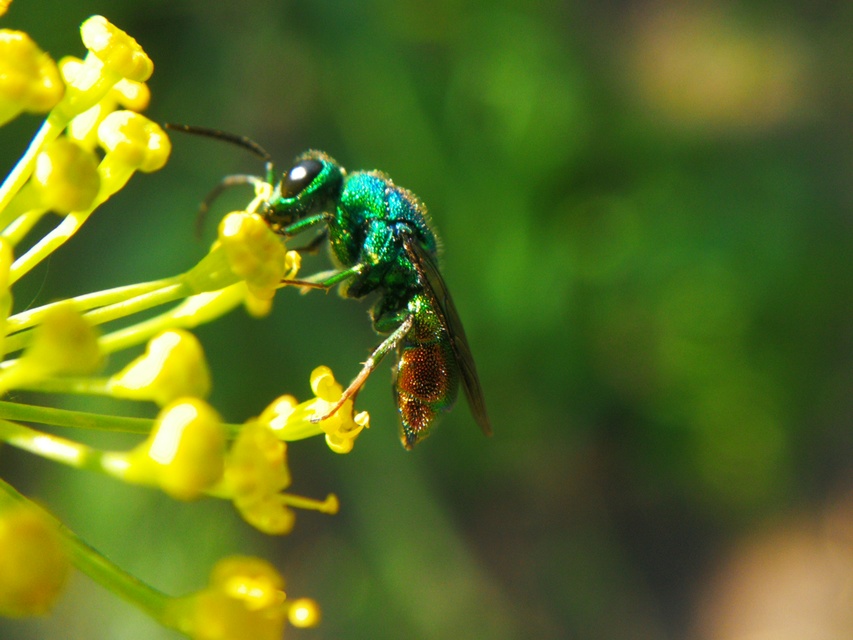 Chrysididae - fémdarazsak