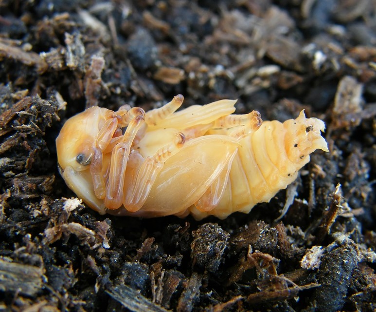 Dorcus parallelipipedus - kis szarvasbogár