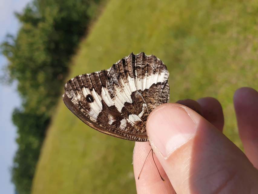 Brintesia circe - fehéröves szemeslepke