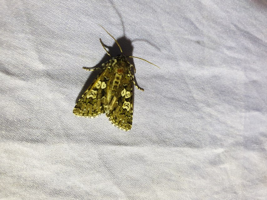 Lamprosticta culta - hármasfoltú bagoly