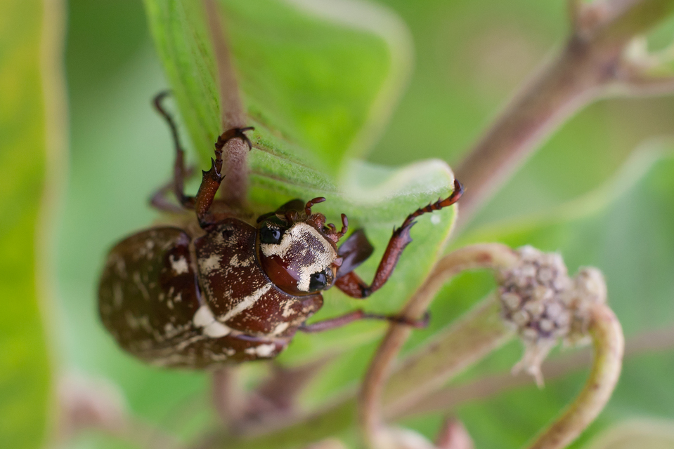 Polyphylla fullo - csapó cserebogár