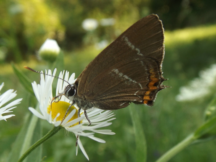 Satyrium w-album - szilfa-csücsköslepke