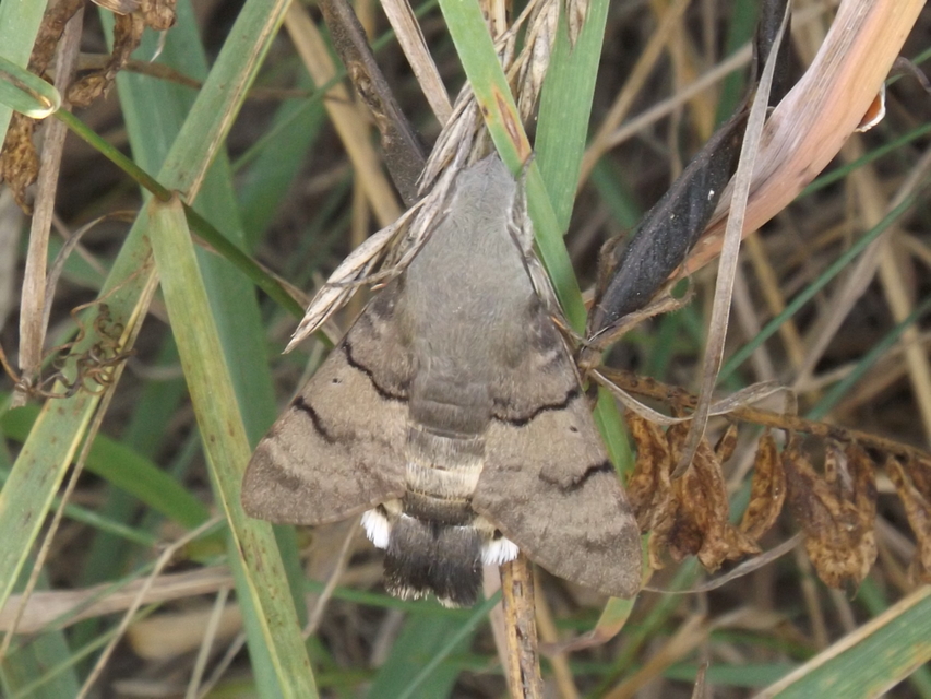 Macroglossum stellatarum - kacsafarkú szender