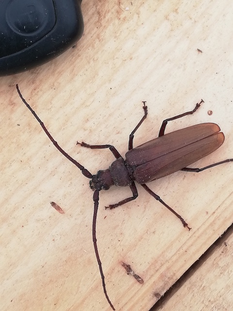 Aegosoma scabricorne - diófacincér