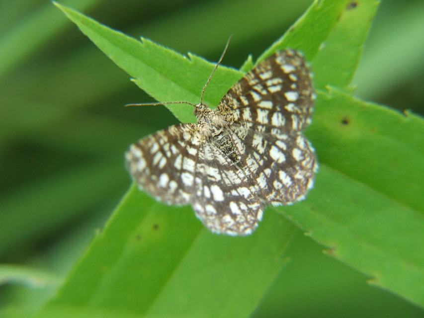 Chiasmia clathrata - rácsos rétiaraszoló