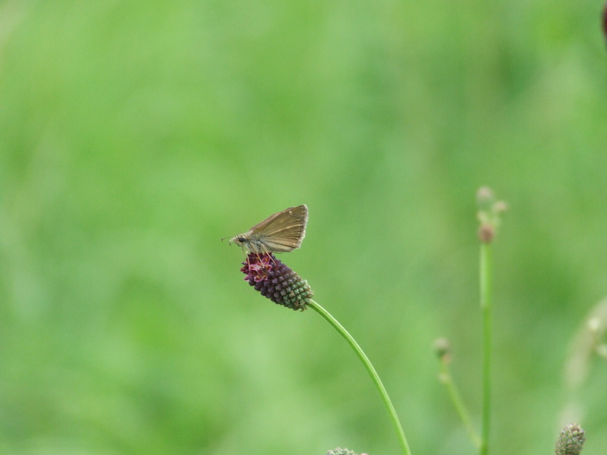 Erynnis tages - cigánylepke