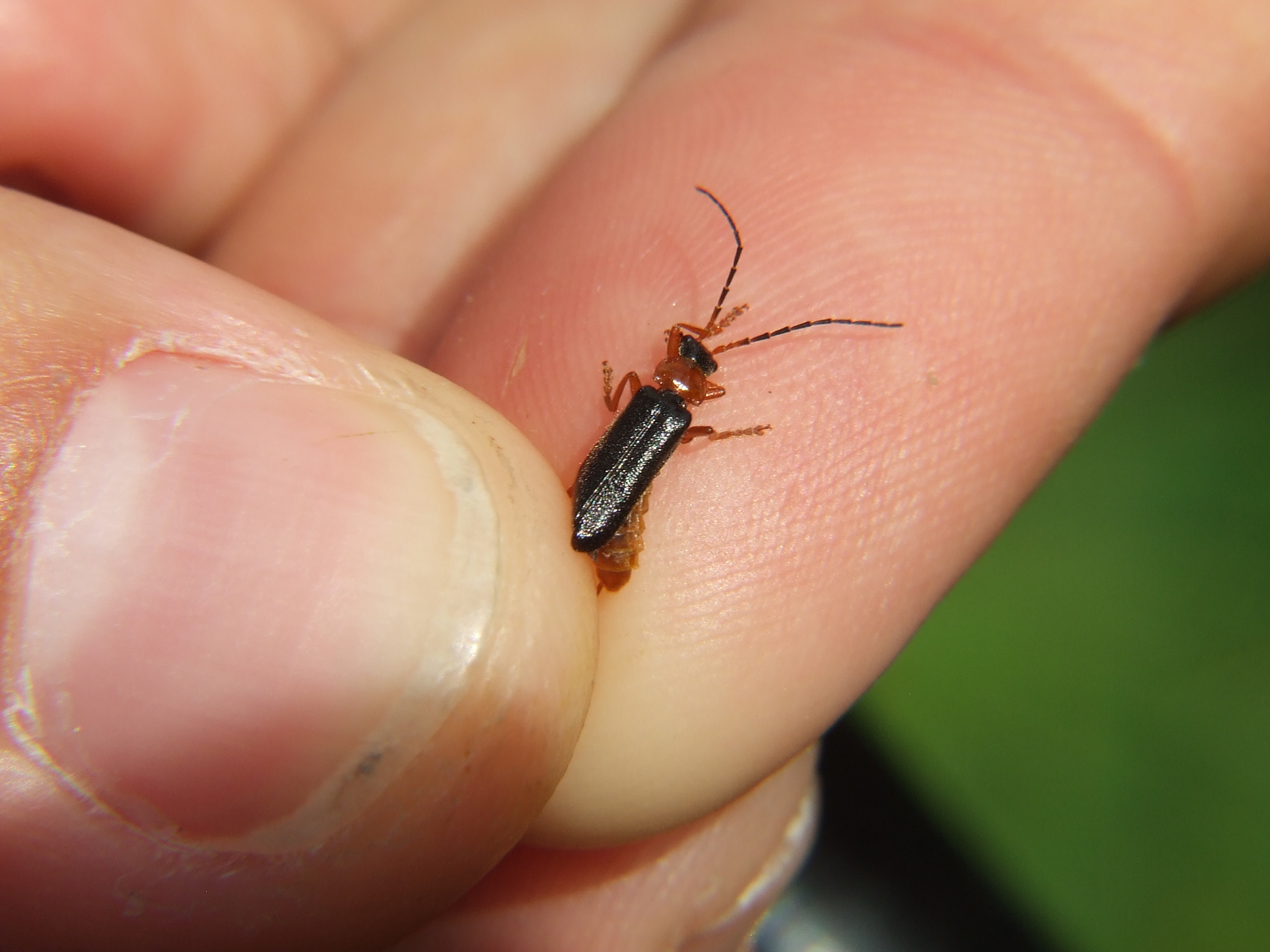 Cantharis flavilabris