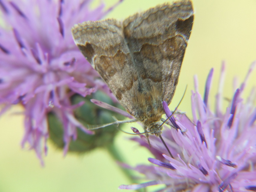 Euclidia glyphica - közönséges nappalibagoly