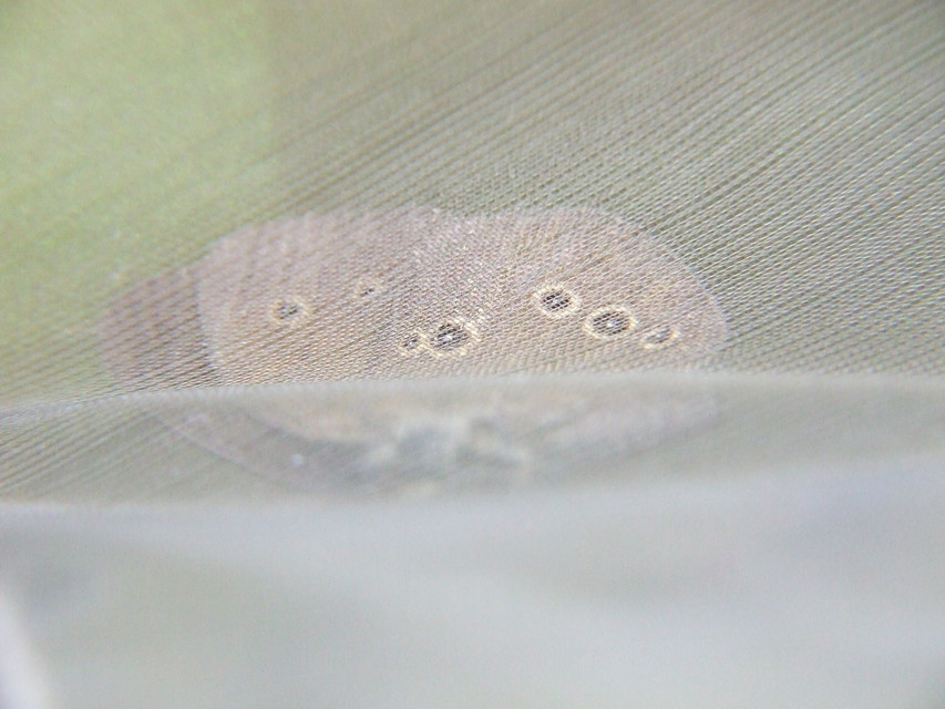 Aphantopus hyperanthus - közönséges ökörszemlepke