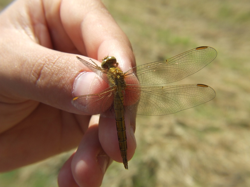 Orthetrum coerulescens - karcsú pásztorszitakötő
