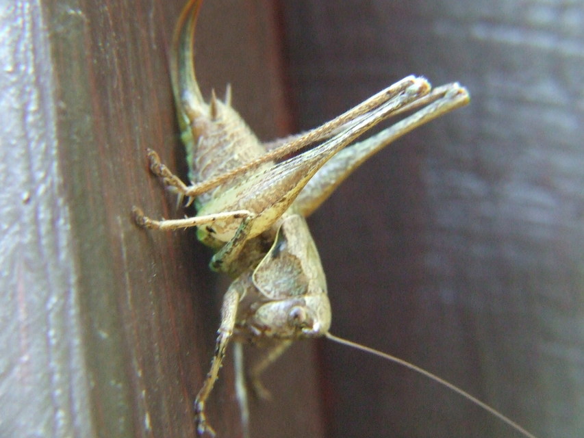 Pholidoptera griseoaptera - szürke avarszöcske