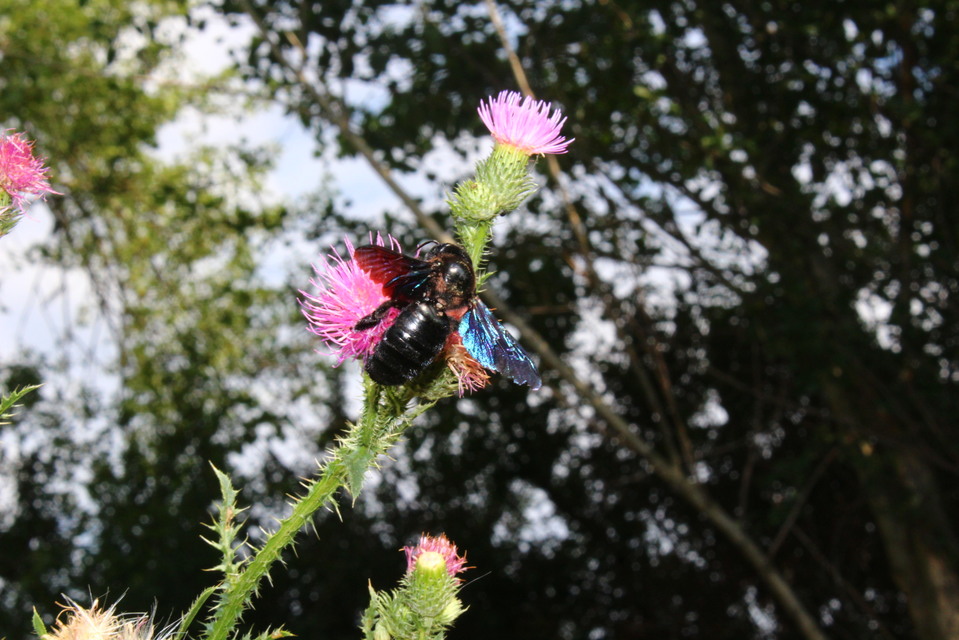Xylocopa