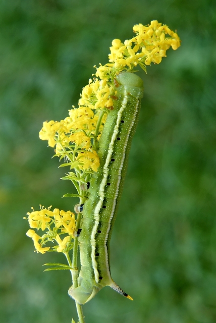 Macroglossum stellatarum - kacsafarkú szender