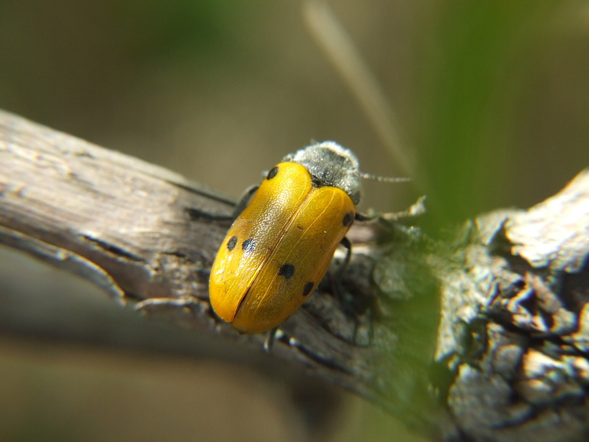 Lachnaia sexpunctata - szőrösnyakú zsákhordóbogár