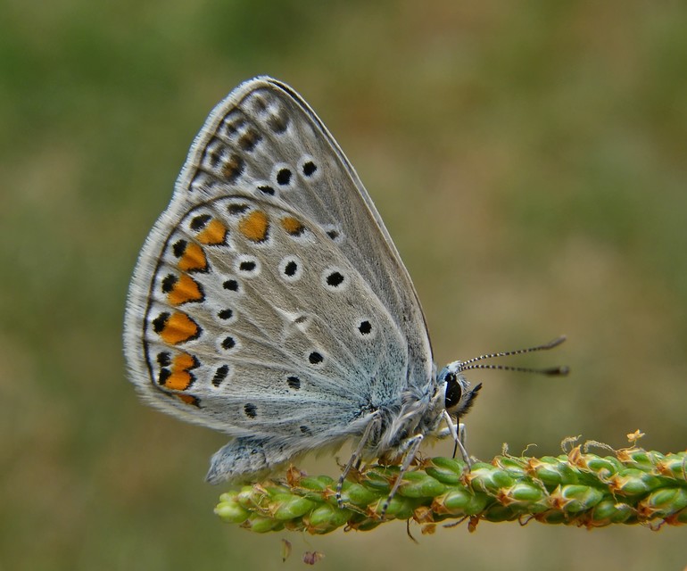 Polyommatus icarus - közönséges boglárka