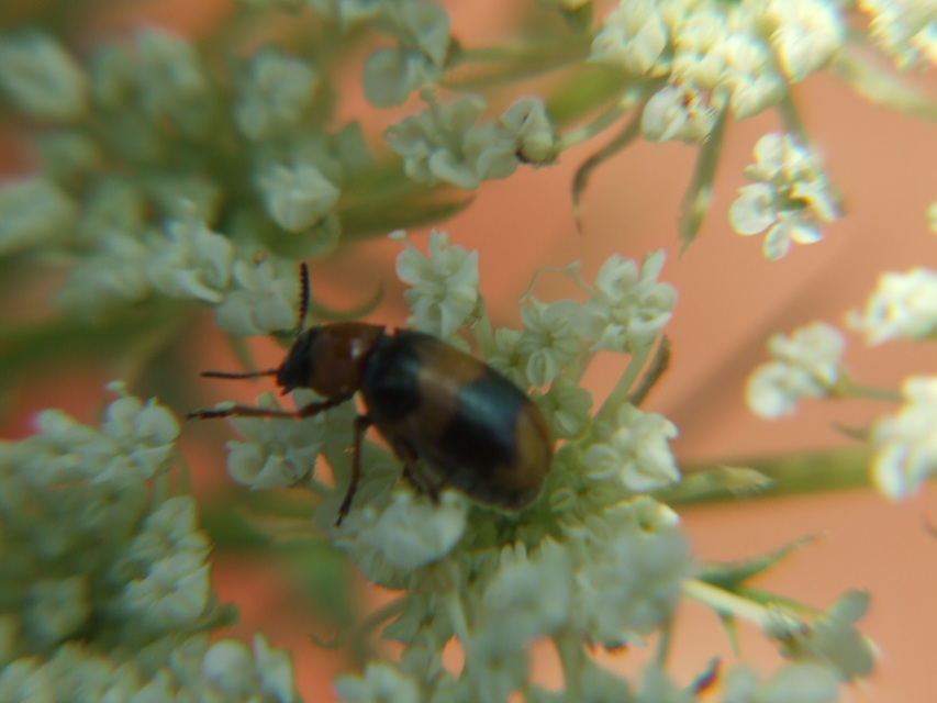 Coptocephala unifasciata - sárgalábú hullóbogár