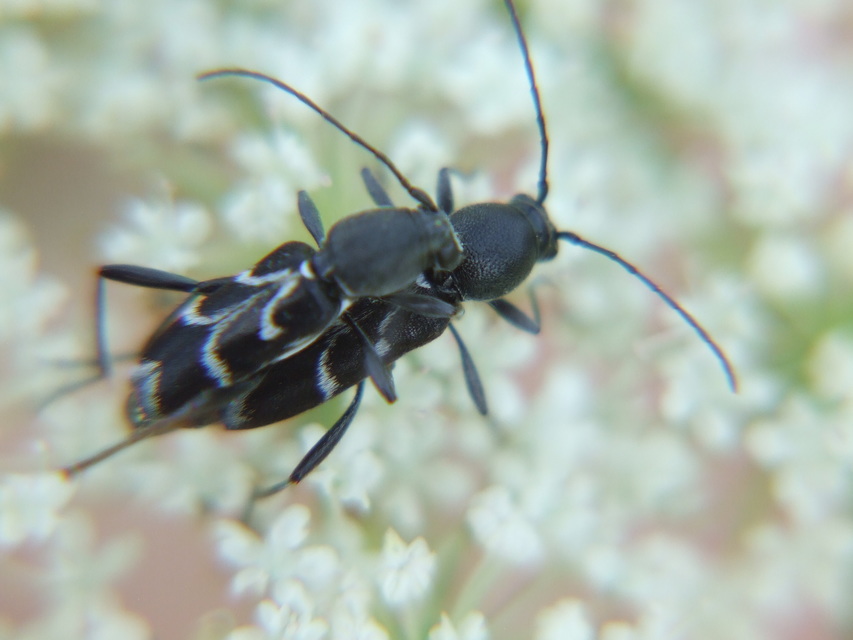 Chlorophorus sartor - feketevállú darázscincér