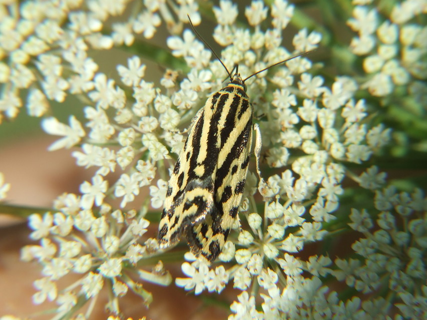 Emmelia trabealis - zebrabagoly