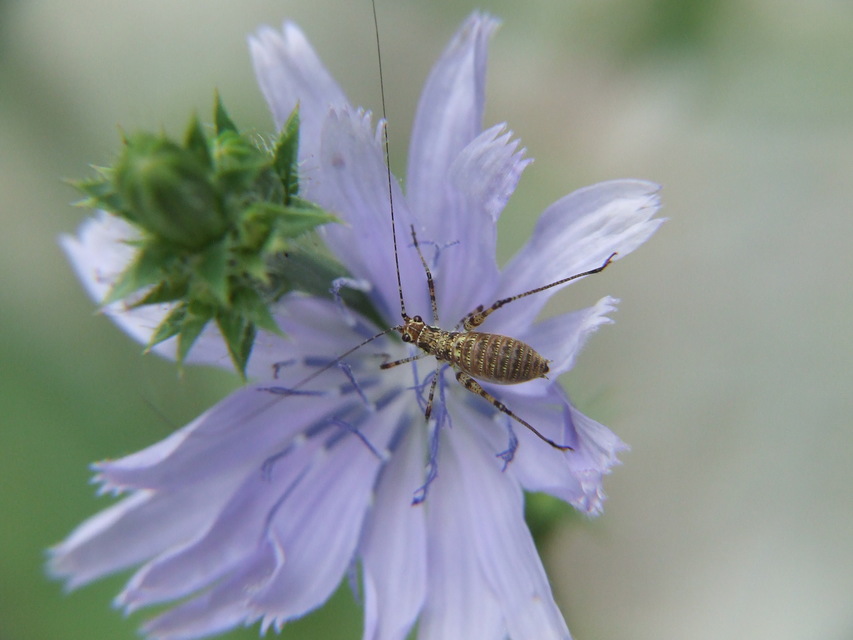 Phaneroptera