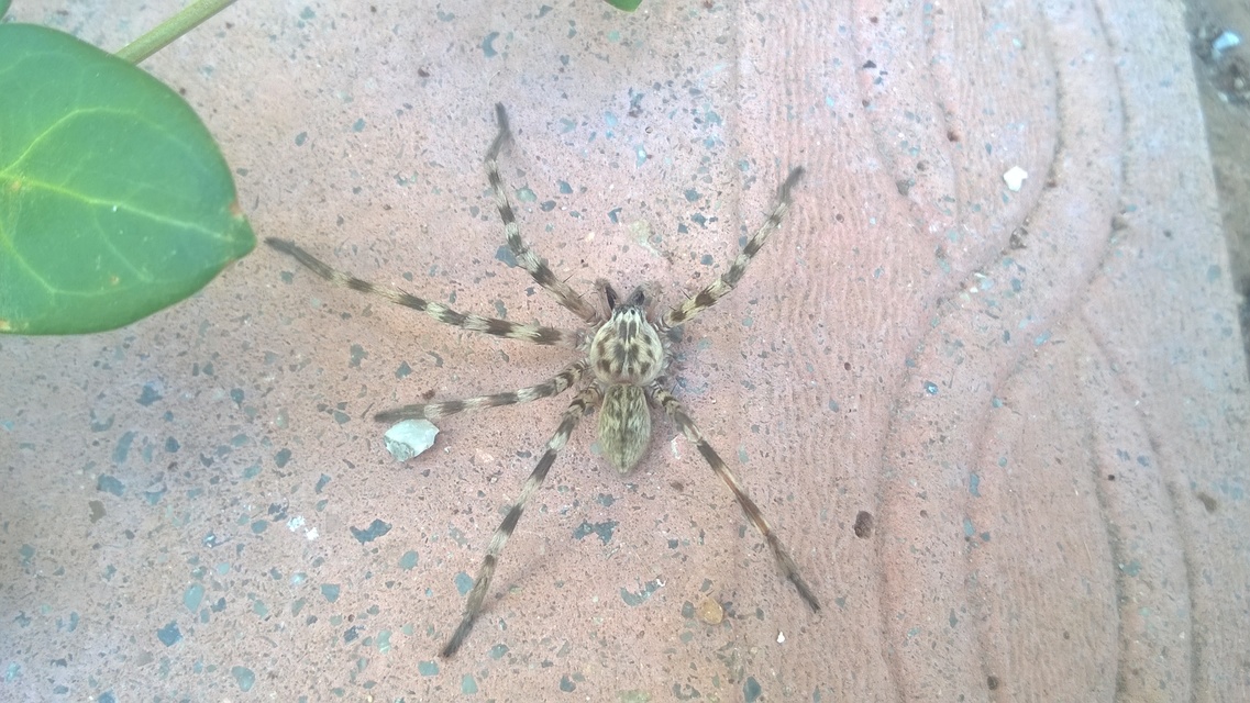 Eusparassus walckenaeri