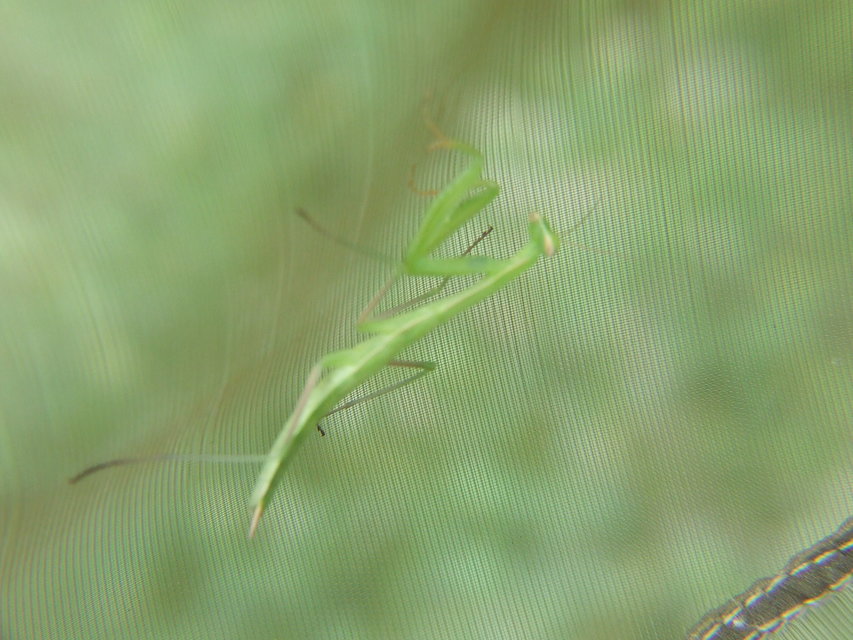 Mantis religiosa - imádkozósáska