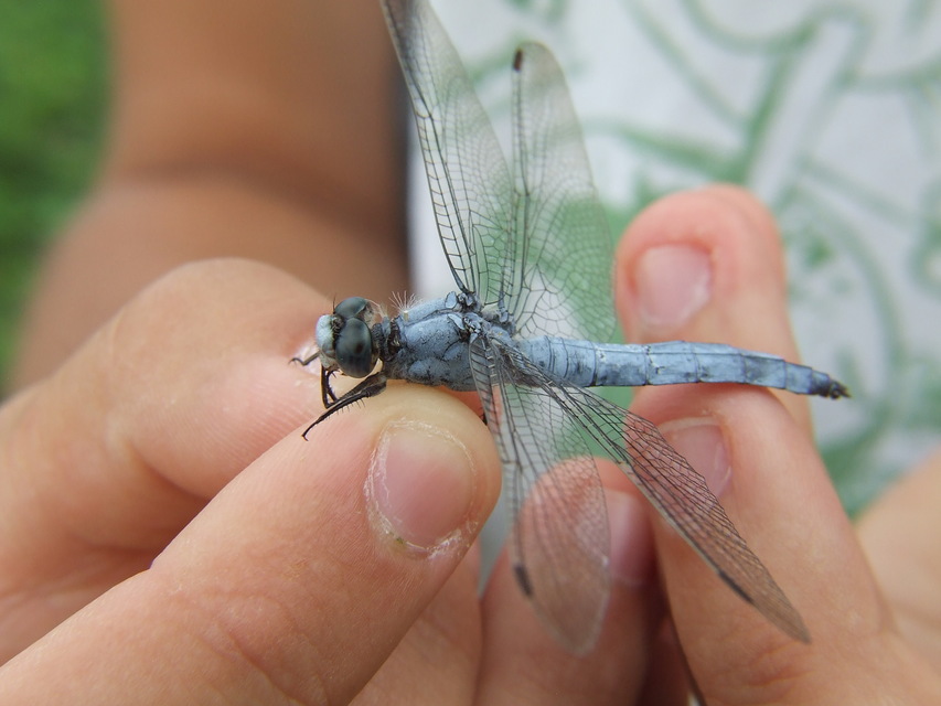 Orthetrum brunneum - pataki pásztorszitakötő