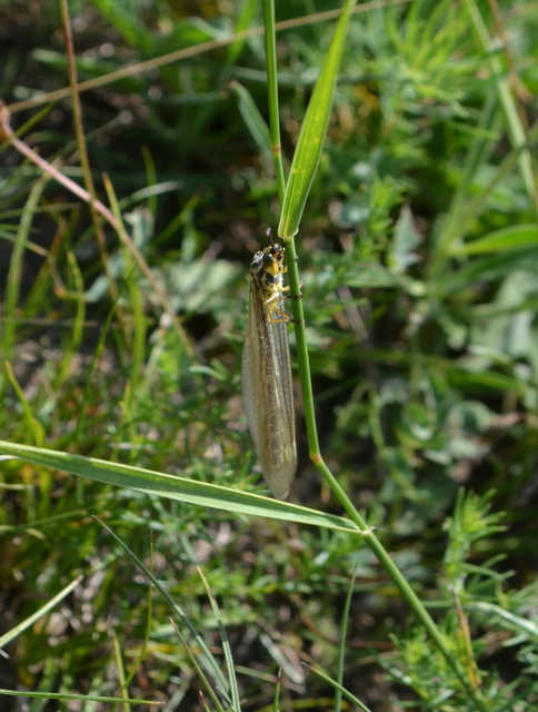 Myrmecaelurus trigrammus - hangyafarkas