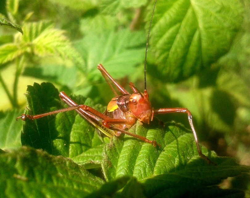 Barbitistes constrictus - északi málnaszöcske