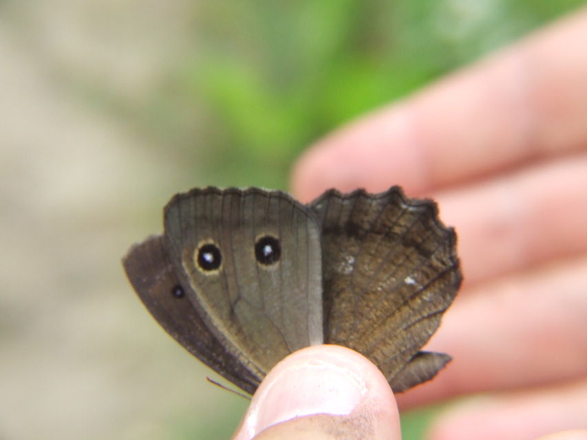 Minois dryas - fekete szemeslepke
