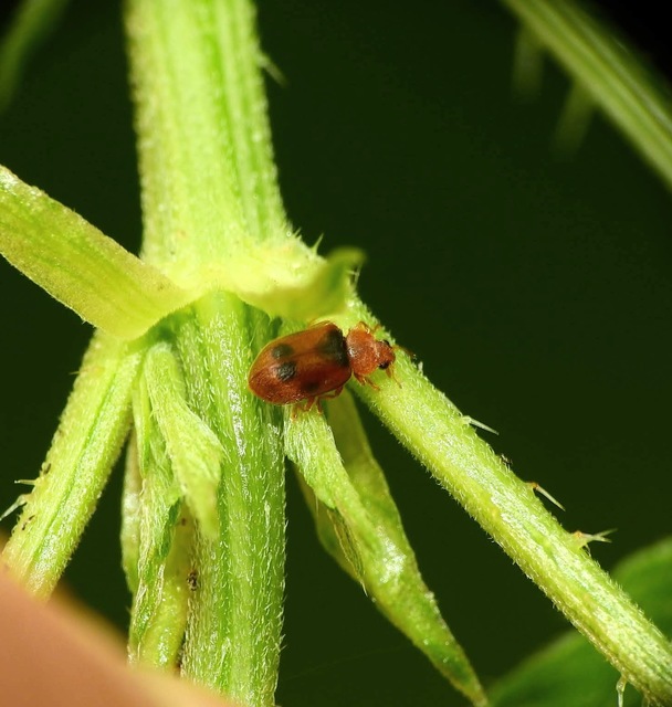 Coccidula scutellata - mocsári félböde