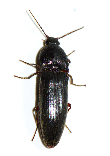 Melanotus