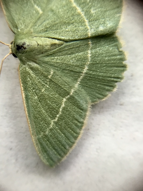Chlorissa viridata - üdezöld araszoló