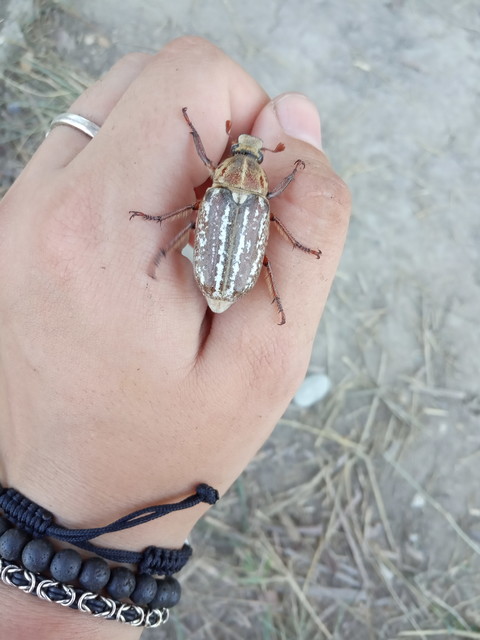 Anoxia orientalis - keleti cserebogár