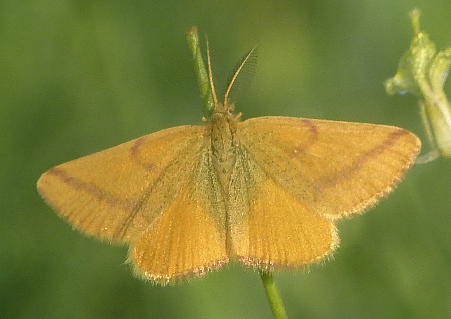 Lythria purpuraria - bíborsávos araszoló
