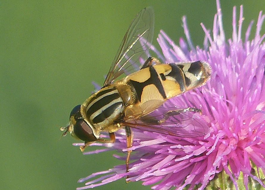 Helophilus trivittatus - nagy mocsárilégy