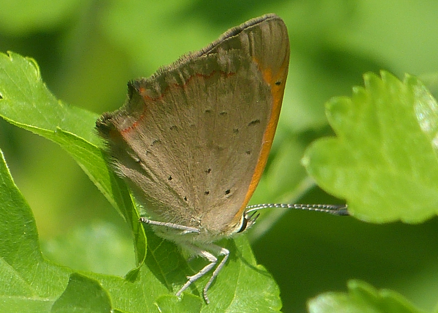 Lycaena phlaeas - közönséges tűzlepke