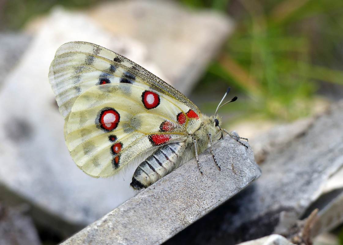 Parnassius apollo - Apollólepke