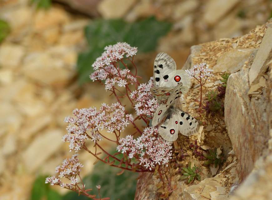Parnassius apollo - Apollólepke