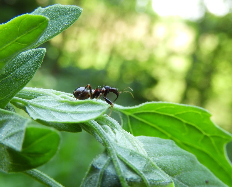 Himacerus mirmicoides - csalán-tolvajpoloska