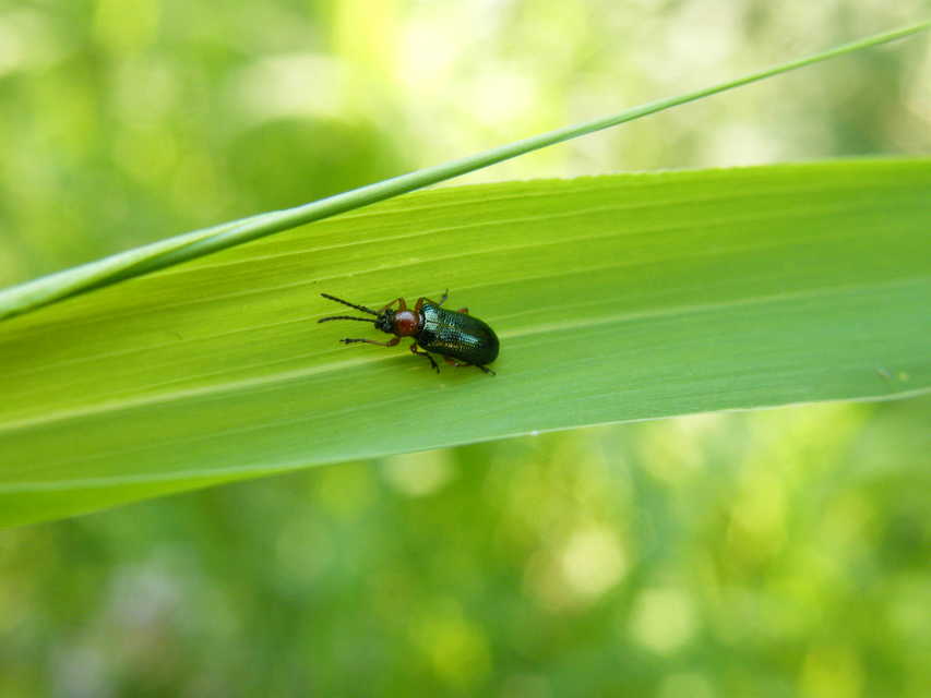 Oulema melanopus - veresnyakú árpabogár