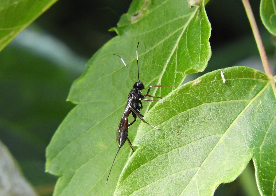 Xorides