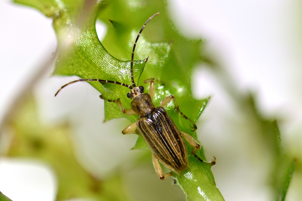 Macroplea mutica balatonica - balatoni hínárbogár