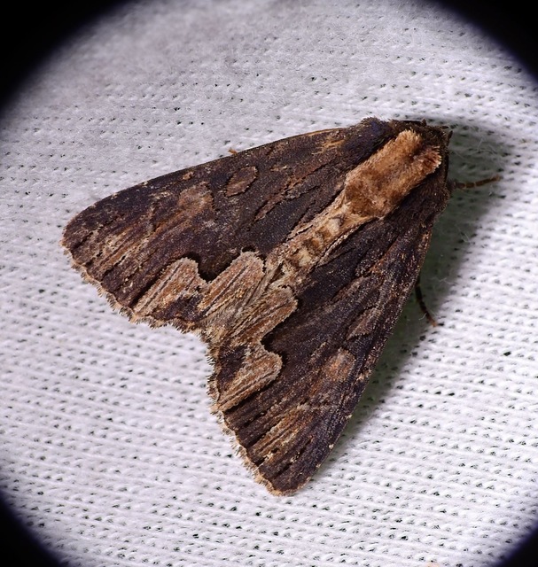 Dypterygia scabriuscula - szurokbarna nyáribagoly