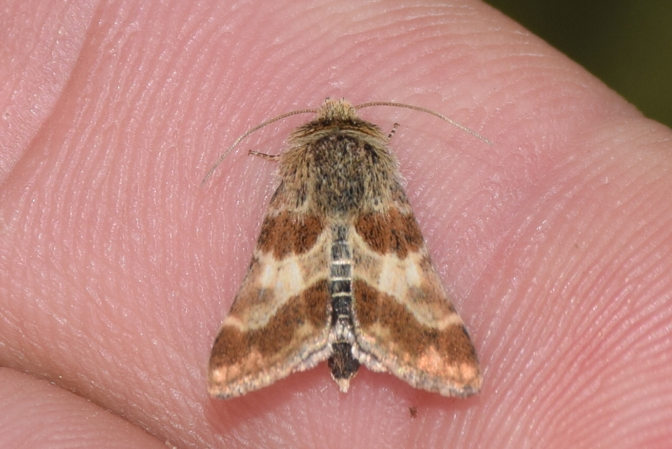 Schinia cognata - nyúlparéj-nappalibagoly
