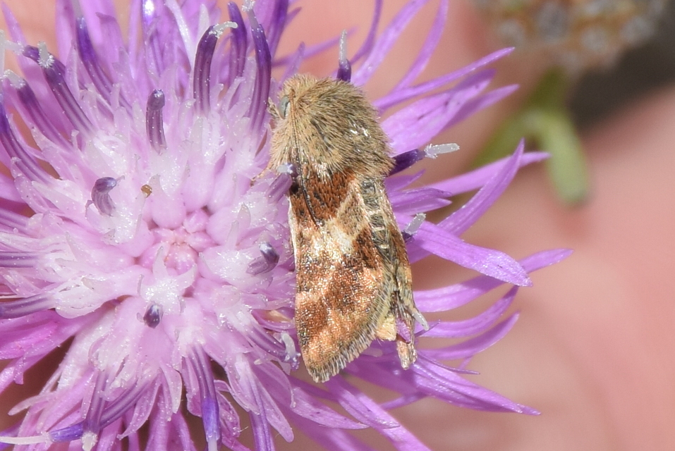 Schinia cognata - nyúlparéj-nappalibagoly